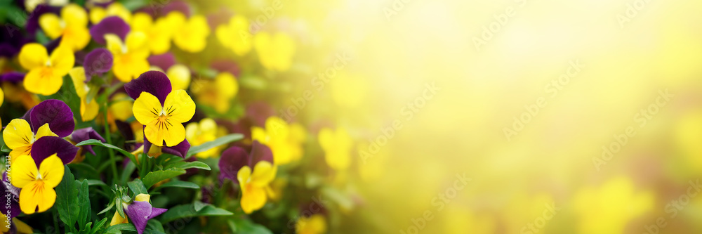 Flowering purple pansies in the garden in sunny day. Natural summer background with soft blurred focus. - obrazy, fototapety, plakaty 