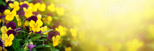 Cuadros en Lienzo Flowering purple pansies in the garden in sunny day