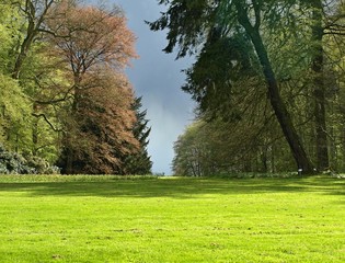 Light green meadow with trees