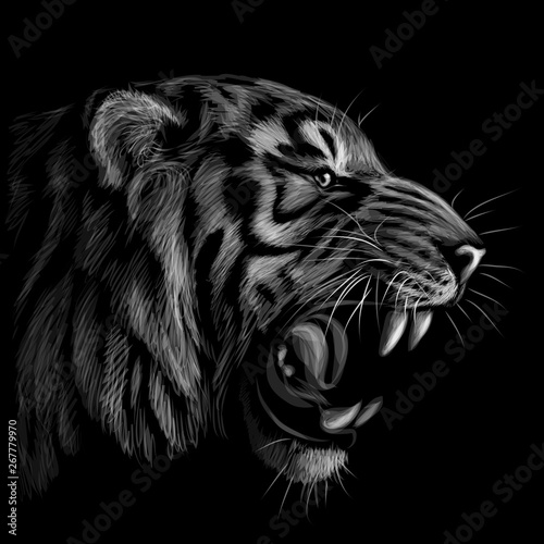 Fotomural Black and white portrait of a tiger on a black background.