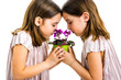 © _jure - Identical twin girl are smelling viola flower green pot.