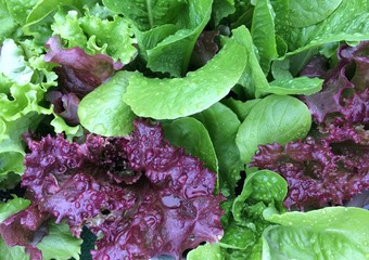 Wall Mural - fresh lettuce in the garden