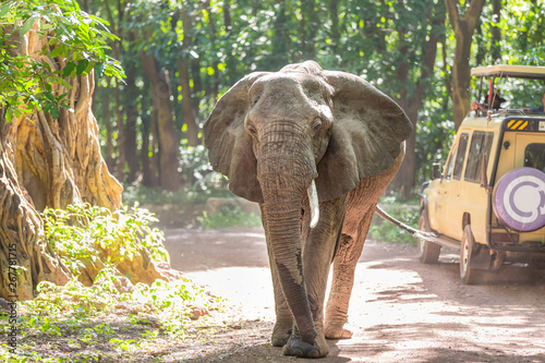 Photo Wild african elephant beeing observed by tourist from open roof jeep on wildlife safari