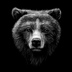 monochrome portrait of a brown bear looking ahead against a black background.