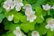 white flowers of oxalis on a background of leaves close up