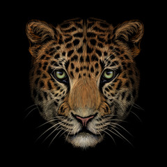 Wall Mural - color portrait of jaguar/leopard looking forward on a black background.