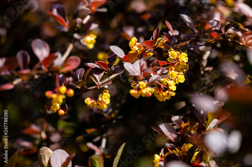 Closeup Of Branch With Red And Purple Leaves Atropurpurea Berberis Thunbergii On Branch Of Barberry Small Yellow Flowers Selective Focus Concept Of Nature Of Tnorth Caucasus For Design Stock Photo Adobe