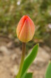 Tulipan w pąku na rabacie