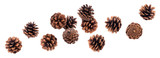 Fototapeta  - Falling pinecones isolated on white background with clipping path