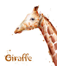 Giraffe Vector Watercolor. Wildlife Safari Animals Isolated On Whites