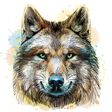 Sketchy, Graphical, Color Portrait Of A Wolf Head On A White Background With Splashes Of Watercolor.