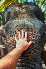 Man Stroking The Trunk Of A Large Asian Elephant