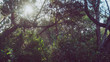 © Pedro - Arvores