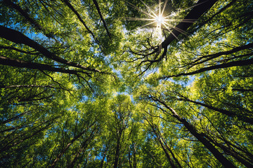 looking up green forest. trees with green leaves, blue sky and sun light. bottom view background