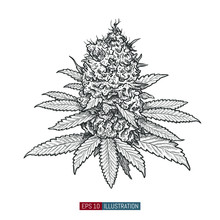 Hand Drawn Marijuana. Leaves And Buds. Cannabis Buds Isolated. Template For Your Design Works. Engraved Style Vector Illustration.