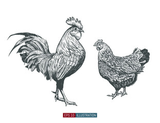 Hand drawn rooster and chicken isolated. Engraved style vector illustration. Template for your design works.