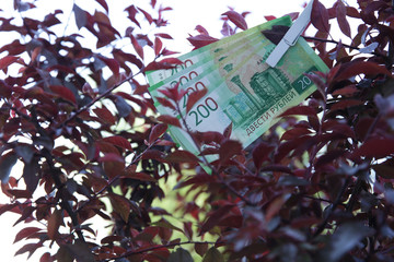 Banknote two hundred Russian rubles. Cash paper green money on the branches of the red tree.