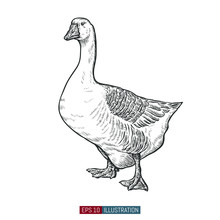 Hand Drawn Goose Isolated. Engraved Style Vector Illustration. Template For Your Design Works.
