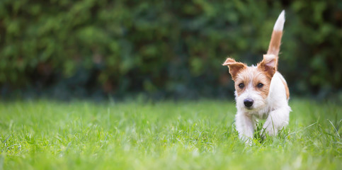 Wall Mural - Web banner of a playful happy jack russell pet dog puppy as walking in the grass