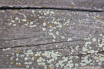 Texture of old weathered unpainted wooden board with lichen