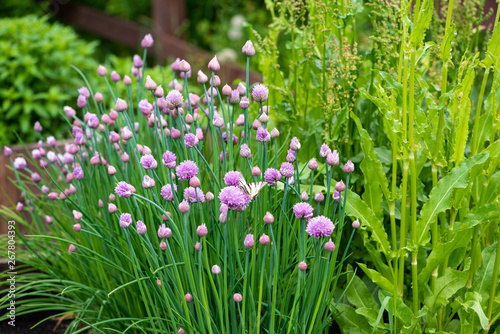 Dekoracja na wymiar  bujnie-kwitnacy-szczypiorek-w-ogrodzie-wiosenny-ogrod-warzywny