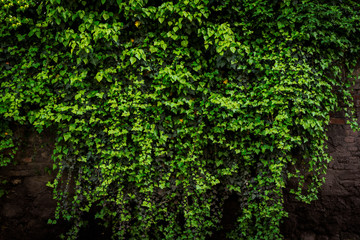 Archival old brick wall covered with lush green ivy plants (high details).