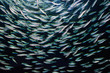 School of circling Alewives herring fish