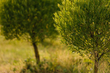 spring landscape, beautiful nature, green bushes and trees