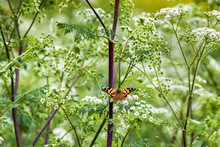 Bright Orange Butterfly In Full Frame Of White Green And Purple Flowers