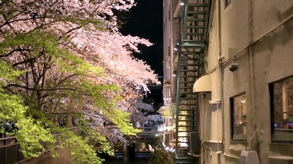 Wall Mural - kyoto, japan illuminated glowing cherry blossom flower trees along river canal water in gion at nigh