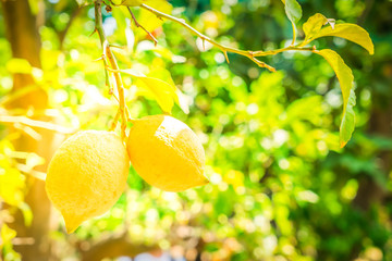 Wall Mural - Lemon garden of Sorrento