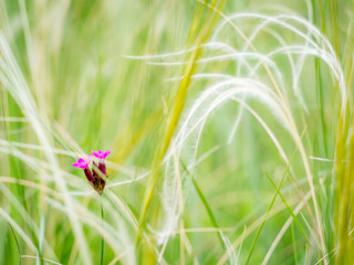 Little flower with feather grass at the meadow