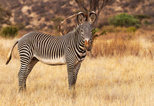 Grevy's Grévy's Zebra,  Equus Grevyi, With  Black And White Stripes In Dusty Dry Scrub. Samburu National Reserve, Kenya, Africa. Endangered Species Seen On African Safari