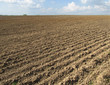 Plowed field without vegetation and springtime blue sky with clouds