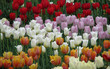 Multicolored tulips in the flowerbed