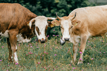 Wall Mural - Two funny spotted cows kissing on pasture in highland  in summer day. Cattle with emotional muzzle flirting and take care of each other.  Closeup portrait of lovely cows with kind feelings faces.