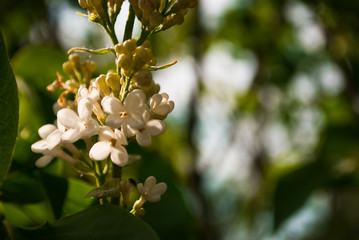 Branch of blossoming lilac