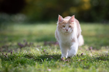 Wall Mural - fawn cream colored maine coon cat walking towards camera looking at garden on a sunny day