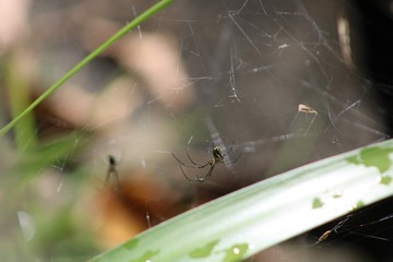 spider on web