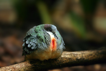 Poster - The Luzon bleeding-heart (Gallicolumba luzonica) sitting on the branch.