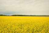 Fototapeta Tęcza - Yellow field rapeseed in bloom