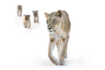 Wall Mural - Lion female walking with three small cubs high key artistic conversion