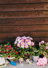 Lot Of Different Pink Blossom Flowers In Pots And Different Gardening Tools On Wood Table, With Brown Wooden Board Background. Summertime In Garden Concept.