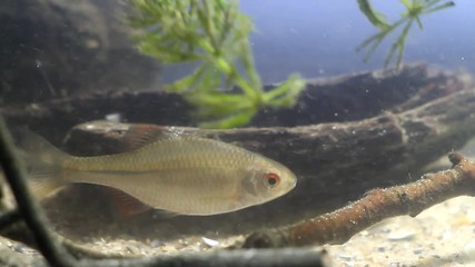 Wall Mural - Rhodeus amarus, European bitterling, wide-spread wild small freshwater juvenile fish swims in typical temperate river biotope aquarium