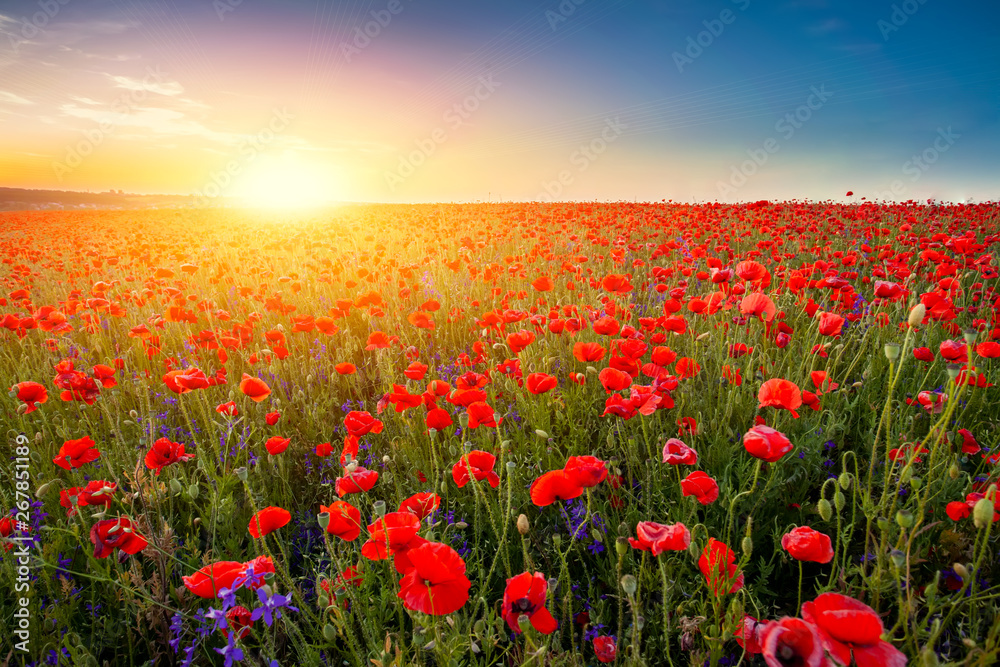 Landscape of beautiful red blossom poppy flower field on sunset. - obrazy, fototapety, plakaty 
