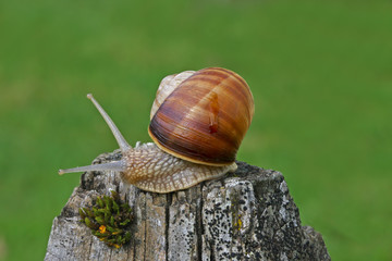 snail beetle; Pulmonata