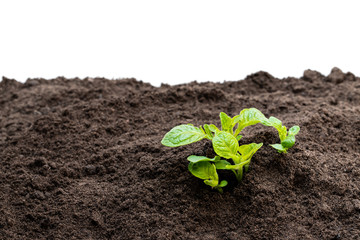 Potato sprouts in soil isolated on white