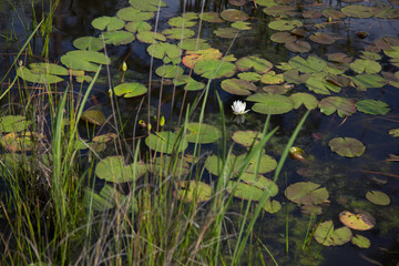 Wall Mural - One single white waterlily growing wild in natural dark water with lily pads and reeds in foreground