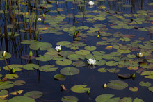 American White Waterlilies Blooming Natural And Wild In Dark Black Reflective Water With Reeds And Lily Pads