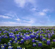 Texas Bluebonnet Field Of Wildflowers